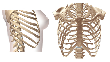 胸骨 頚骨 肋骨 鎖骨 肩甲骨 脊椎