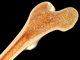 大腿骨基本構造（骨膜・緻密質・海綿質）大腿骨断面 骨端線 大腿骨頭 大転子 小転子 股関節 関節軟骨 骨髄腔