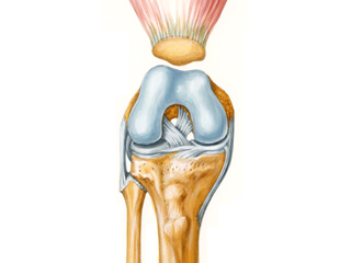 膝関節（イラスト） 大腿骨 脛骨 腓骨 膝蓋骨 半月板 外側側副靱帯 内側側副靱帯 後十字靱帯 大腿骨内側顆 大腿骨外側顆 大腿四頭筋腱