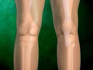 膝関節 前・後面 大腿骨 脛骨 腓骨 膝蓋骨 大腿骨内側顆 大腿骨外側顆 膝蓋靱帯 大腿四頭筋腱