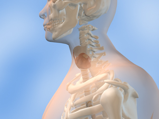 頚椎/甲状腺 頚骨 肋骨 鎖骨 肩甲骨 上腕骨 頭蓋骨