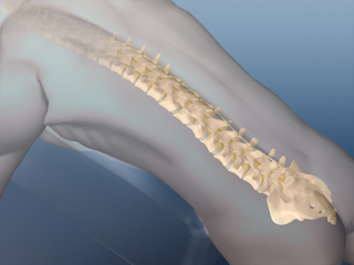 脊椎/脊柱 頚椎 胸椎 腰椎 仙骨