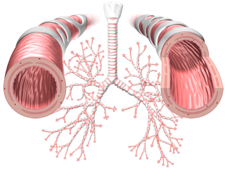 肺 気管支 断面 甲状軟骨 気管 気管支 細気管支 気管軟骨 肺胞嚢 平滑筋