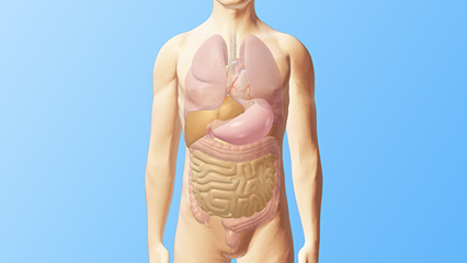 臓器 内臓 人体 気管 肺 心臓 肝臓 胃 大腸 小腸 直腸