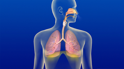 肺呼吸 鼻腔 肺 気管支 横隔膜 吸気 呼気 胸郭の拡張・収縮
