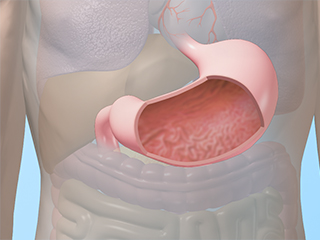 胃断面 消化器 肺 心臓 大腸 小腸 噴門部 幽門部 胃体部 胃壁 粘膜層 粘膜下層 筋層 胃小窩 胃液