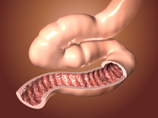 小腸内面 消化器 輪状ヒダ 十二指腸 空腸 回腸 消化 吸収