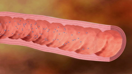 小腸内面 腸絨毛 消化器 輪状ヒダ 十二指腸 空腸 回腸 消化 吸収