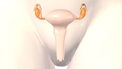 子宮 女性内性器 子宮 卵巣 卵管 子宮体 子宮底