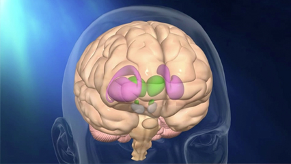 大脳核 脳 脊髄 視床 尾状核 被殻 視索 扁桃体 側脳室 淡蒼球 内側膝状体 外側膝状体 側脳室下角 内包

