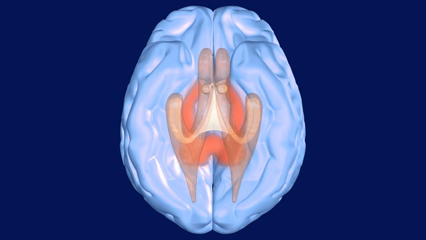 脳底面（脳梁・海馬） 脳 脳室 側脳室下角 脳梁 脳梁膝 脳梁吻 脳梁幹 乳頭体 脳梁膨大 脳弓脚 歯状回 海馬采 前交連
