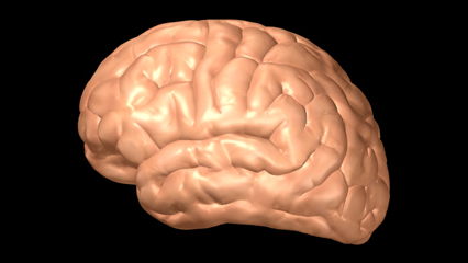 大脳 終脳 中枢神経系 大脳皮質 灰白質  前頭葉 頭頂葉 側頭葉 後頭葉 大脳辺縁系 思考や理性を制御 感覚に関わる機能  記憶機能聴覚・嗅覚の認識