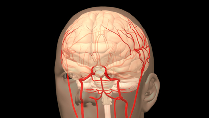 脳血管 前大脳動脈 中大脳動脈 脳底動脈 内頸動脈 椎骨動脈 外頸動脈 総頸動脈 脳梁辺縁動脈 脳梁動脈 後頭頂動脈 角回動脈 線条体動脈 前交通動脈 前脈絡叢動脈 後大脳動脈 大脳動脈輪 上小脳動脈
