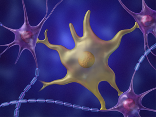 星状膠細胞 グリア細胞 神経膠細胞 神経細胞  シグナル アストロサイト ミクログリア オリゴデンドロサイト 希突起膠細胞 乏突起膠細胞 稀突起膠細胞 上衣細胞 シュワン細胞 衛星細胞 シナプス