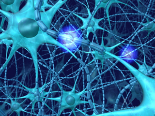 脳神経網シグナル伝達 ニューロン ネットワーク シナプス GABA 軸索 樹状突起 神経回路  神経細胞 末梢神経 シュワン細胞 細胞体 ミエリン鞘