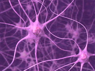 脳神経網 ニューロン ネットワーク シナプス 核  GABA 軸索 樹状突起 神経回路  神経細胞 末梢神経 シュワン細胞 細胞体