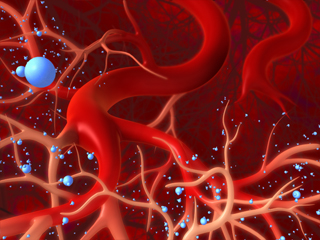 血管網 血管新生 再生医療 人工血管 血管枝 脈管形成 内皮細胞 血管透過性 酸素 平滑筋細胞 血管壁細胞 毛細血管 動脈 静脈 赤血球 循環器 血流 血液 毛細管 血管収縮 血管拡張 細胞シート 血管経路 血管造影
