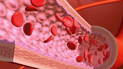 血管内　赤血球 内皮細胞 酸素 平滑筋細胞 血管壁細胞 毛細血管 動脈 赤血球 循環器 血流 血液 毛細管 血管収縮 血管拡張