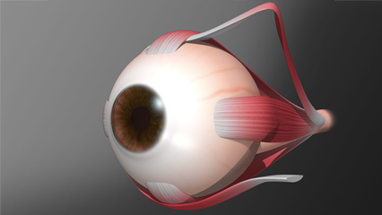 眼球外面 外面水晶体 虹彩 角膜 上直外直筋 内直筋  瞳孔 硝子体 結膜