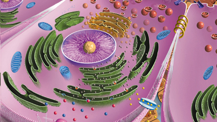 細胞 ミトコンドリア 核膜孔 核 核膜 染色体 核小体 小胞体 リボソーム 中心体 ゴルジ体 細胞膜 細胞膜基質 リソソーム 粗面小胞体 滑面小胞体 ゴルジ装置