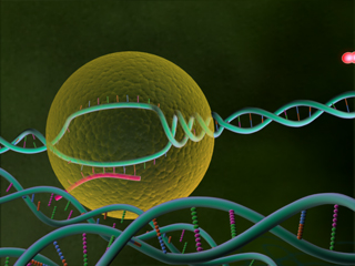 RNA転写   DNAからRNAを合成 一鎖 リボソーム アンチセンス鎖 酵素 RNAポリメラーゼ タンパク質 原核生物 プロモーター 真核生物 転写制御因子 エンハンサー配列 基本転写因子 核小体 DNA鎖の巻き戻し ターミネーター コピー センス鎖 スプライシング イントロン エキソン ｍRNA