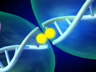 DNA切断  塩基配列 制限酵素 遺伝子 組換えDNA 遺伝子操作 染色体 大腸菌 一本鎖 二本鎖 平滑末端 粘着末端 メチル化  ATP