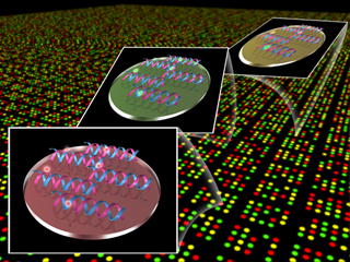 DNAチップ  DNAマイクロアレイ 細胞 遺伝子発現量 DNA断片 プラスチック ガラス基板 塩基配列 一本鎖 二本鎖 検体 DNA鎖 アフィメトリクス スタンフォード型 スライドガラス シリコン基盤 プローブ ターゲット ハイブリダイゼーション サンプル