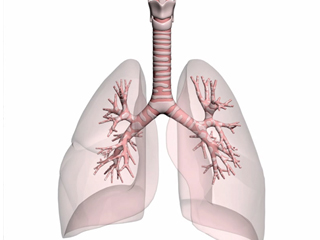 気管支構造（電子コンテンツ）  肺 甲状軟骨 気管 気管支 細気管支 気管軟骨 肺胞嚢 平滑筋終末細気管支 肺気管支