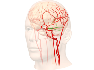 脳血管（web）   総脛動脈 外脛動脈 内脛動脈 眼動脈 前脈絡叢動脈 中大脳動脈 前前頭頂動脈 中心前溝動脈 中心溝動脈 前頭頂動脈 後頭頂動脈 角回動脈 側頭後頭動脈 後側頭動脈 中側頭動脈 前大脳動脈 レンズ核線条体動脈 前頭極動脈 橈骨動脈 脳梁周囲動脈 椎骨脳底動脈 椎骨動脈 脳底動脈 後下小脳動脈 上小脳動脈 前下小脳動脈 後大脳動脈 後側頭動脈 鳥距動脈 頭頂後頭動脈 視床穿通動脈 前交通動脈 後交通動脈 ウイルス動脈輪