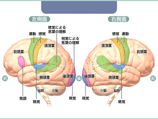 脳領域（web）  大脳 運動野 感覚野 視覚野 大脳皮質   前頭葉 頭頂葉 側頭葉 後頭葉 小脳  脊髄 白質 ブローカ野 視覚連合野 ウェルニッケ野 聴覚野 体性感覚野