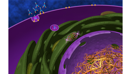 CLL細胞内・微小管・核 DNA（定期刊行誌）  慢性リンパ性白血病 抗体 リンパ性腫瘍 濾胞性リンパ腫 リンパ球 骨髄 末梢血液 高悪性度リンパ腫 リンパ節腫大 貧血 細胞内・微小管・核・DNA