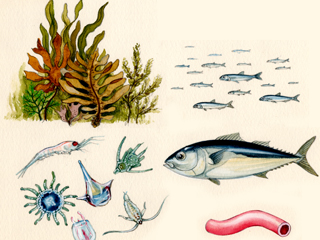海中生物（イラスト）  魚　海草　プランクトン　エビ
