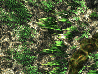 川底・水草（オープニングタイトル背景）   水流　海草　藻